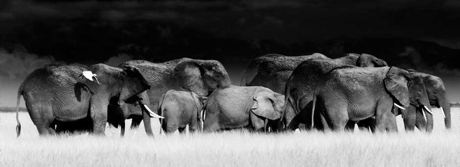 elephants