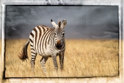 Scratched tin zebra