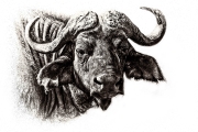 buffalo sketch