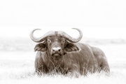 reclining buffalo with oxpecker