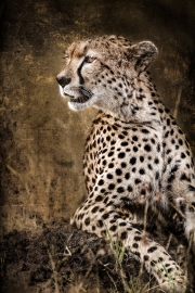 Chill Cheetah