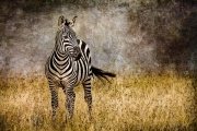 Zebra Tail Flick