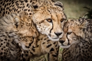 cheetah family portrait